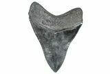 Serrated, Fossil Megalodon Tooth - South Carolina #362240-2